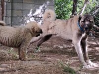 ORJİNAL KANGAL YAVRU