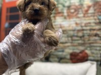 Maltipoo Red Erkek Yavrumuz @petclubadanaa