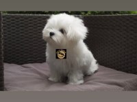 Maltese (malta) yavrumuz