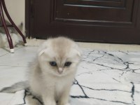 Sahibinden scottish fold
