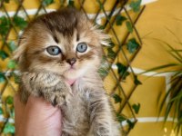 Scottish fold kaçmaz fırsat