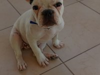 7 aylık french bulldog