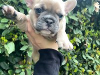 Balıkesir merkez French Bulldog Yavrular
