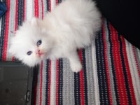 İran kedisi yavrularım