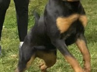 1.5 Yaşındaki Kızıma Erkek Eş Arıyorum Rottweiler