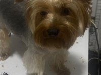 1.5 yaşında yorkshire terrier bakımlı dişi