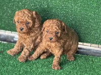 Kore Kan Toy Poodle Yavruları