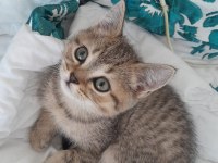 British shorthair 2 aylık erkek yavru