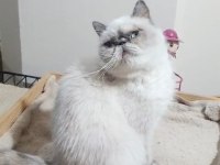 Exotic shorthair kedisi