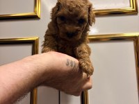 Üst kalite sağlık ırk garantili poodle yavrular