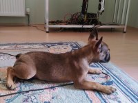 3 aylık Akıllı orijinal french Bulldog ankara