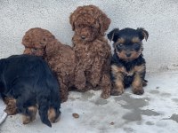 RED BROWN TOY POODLE