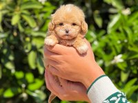 Teacup maltipoo 2.5 aylık dişi yavrumuz