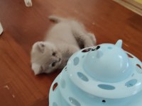 Tatlı oyuncu british shorthair