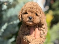 TOY POODLE SAF