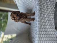 Ev bebeği maltipoo ped eğitimi var