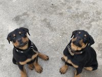 Üst Kalite Dev Rottweiler yavrular