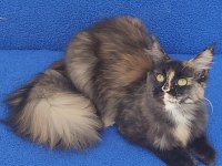 Maincoon Dişi Kedimiz Teslime Hazırdır