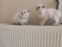 Dişi ve Erkek Ayıcık Surat Bebek Kediler