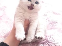 Rezerveye açık yavrularım british shorthair