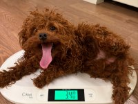YETİŞKİN DARK RED KORE POODLE ERKEK KUYRUKSUZ