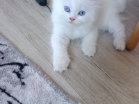 Beyaz iran kedisi pamuklar
