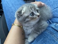 1 aylık scottish fold miayı sahiplendirmek istiyorum