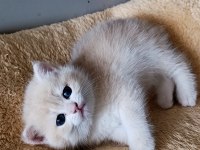 Lilac golden british shorthair dişi yavru