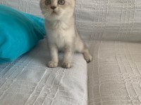 Yuva arıyoruz british shorthair