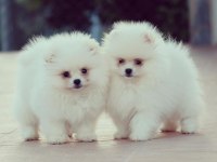 POMERANİAN BOO YAVRULARI