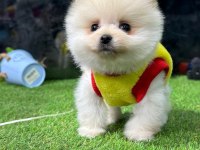 POMERANİAN BOO BEBEKLER İYİSİ DEĞİL EN İYİSİ