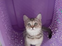 Black Golden British Shorthair prenses
