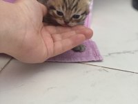 Yavru british shorthair kedilerimiz