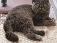 Scottish fold yavru kedimiz