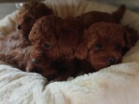 Kore Kan Red Brown Poodle Yavrular