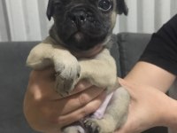 Blue Merle Black Tan Fawn French Bulldog Yavrular