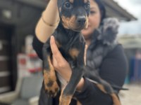 Şecereli king doberman yavrularım