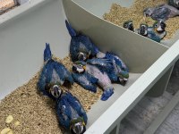 BELGELİ FATURALI MİKRO ÇİPLİ BEBEK MACAW YAVRUMUZ
