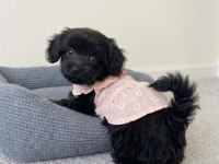 Toy poodle black yavrular