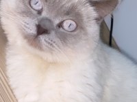Blue Point Scottish Fold