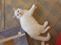 Harika Güzellikte Bembeyaz British Shorthair Yavrular