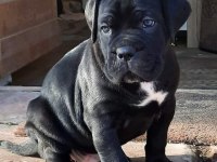 TANK GİBİ CANE CORSO YAVRULARI