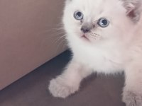 Bebek kedilerimiz yuva arıyor