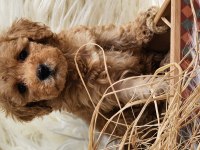Veteriner teknikerinden toy poodle