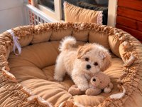 Üst Kalite Maltipoo Bebekler 
