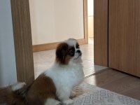 GÜVEN PET MARKET PEKİNEZ