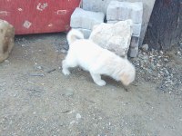 1 5 buçuk aylık yavrular