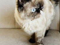 Kısır pars kedisi leona ve kızı sakin chinchilla OREO