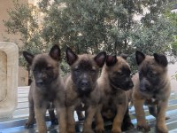 Belçika malinois kurdu yavrularımız