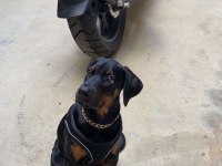 2 aylık 14-16 kg 2 erkek iri ve kalın doberman arayana